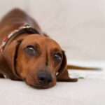 Cara Efektif Melindungi Anjing dari Parasit Menggunakan NexGard Spectra