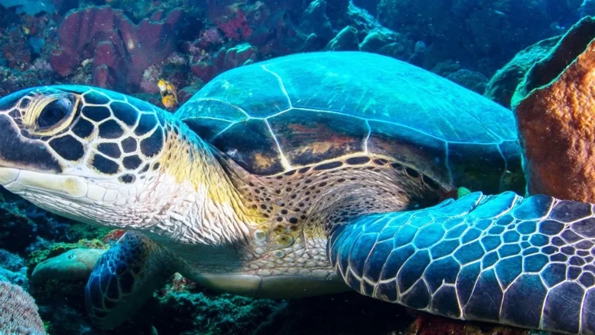 Lakukan 2 Aktivitas Menarik Berikut Ini di Taman Laut Bunaken, Dijamin Betah