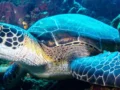 Lakukan 2 Aktivitas Menarik Berikut Ini di Taman Laut Bunaken, Dijamin Betah