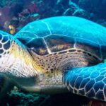 Lakukan 2 Aktivitas Menarik Berikut Ini di Taman Laut Bunaken, Dijamin Betah