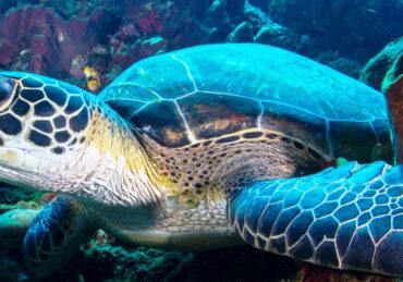 Aktivitas Menarik Berikut Ini di Taman Laut Bunaken, Dijamin Betah