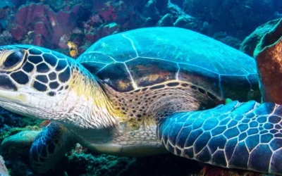 Lakukan 2 Aktivitas Menarik Berikut Ini di Taman Laut Bunaken, Dijamin Betah