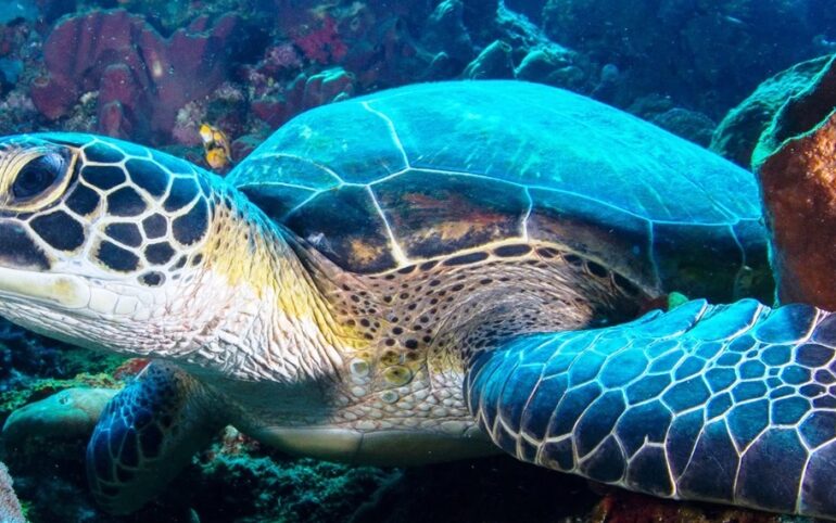 Aktivitas Menarik Berikut Ini di Taman Laut Bunaken, Dijamin Betah